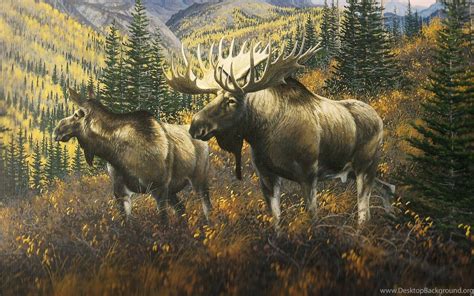 Moose Desktop Wallpapers Top Free Moose Desktop Backgrounds