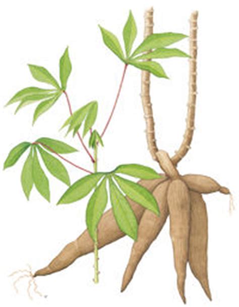 Untuk diameternya antara 2 hingga 5 cm. Cassava