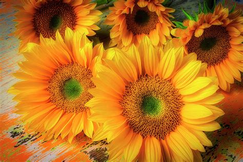Five Beautiful Sunflowers Photograph By Garry Gay