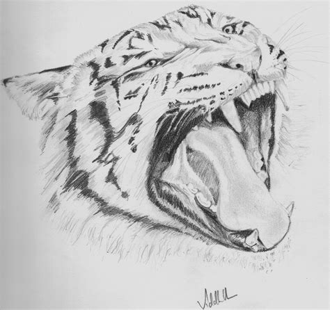 Cool Pencil Drawing Ideas Animals