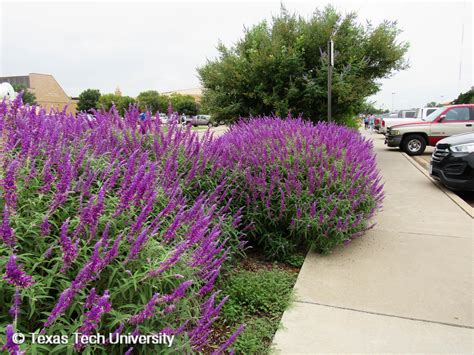 Highest quality, reasonable price, really the best! Mexican Sage, Velvet Bush Sage | Plant Resources Home | TTU