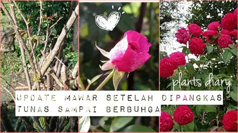 Memangkas Bunga Mawar Kampung Agar Berbunga Lebat Plants Diary Old