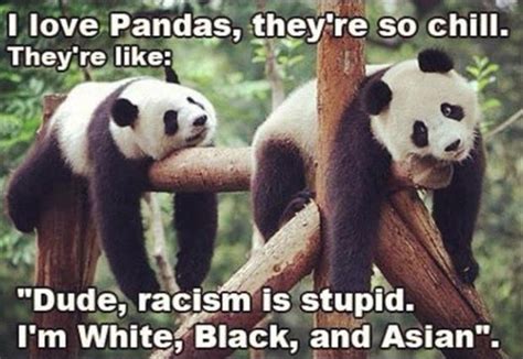 Funny Panda Bears Dump A Day