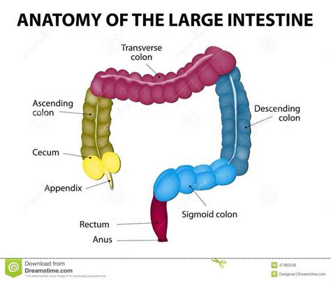 Anatomy Of The Large Intestine In Humans Jun The Anatomy Of Large