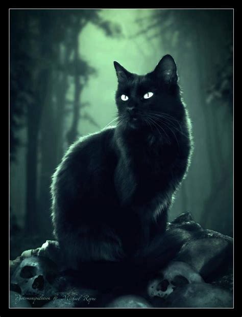 Black Cat Avatar Cats Illustration Cat Aesthetic Black Cat Halloween