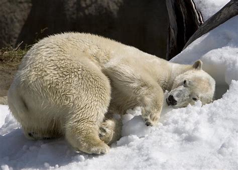 Male Polar Bear Kills Female During Mating Attempt At Detroit Zoo