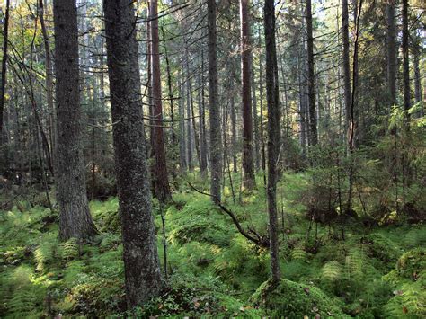 Decaying Wood In Finnish Forests Increases Rapidly Biodiversity And