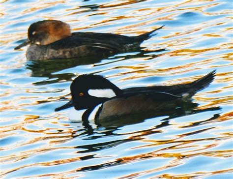 Hooded Merganser Ducks Photo Of The Day Alameda Ca Patch