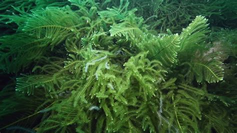 Green Seaweed Characteristicsclassification Properties And More