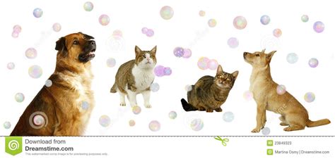 Happy Dogs And Cats With Bubbles Stock Photos Image