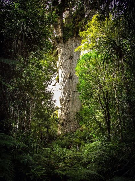 Tāne Mahuta a giant kauri tree lord of the Waipoua Forest The North
