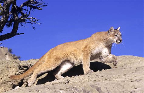 Mountain Lion Wallpapers Images Photos Pictures Backgrounds Erofound