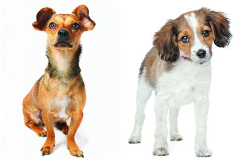 Post Readers Show Us Why Your Mixed Breed Is Top Dog