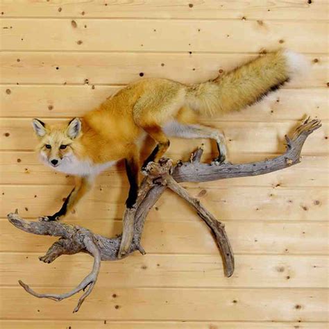 Taxidermy Mounts And Hunting Trophy Heads Safariworks Taxidermy Sales