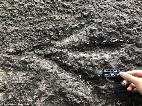 Jurassic Chicken Feet Three Toed Dinosaur Footprints Discovered By