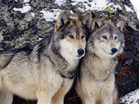 A Beautiful Couple Wolves Photo 36367697 Fanpop