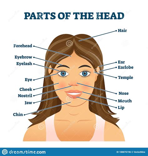Parts Of The Head For English Vocabulary Words Education Vector