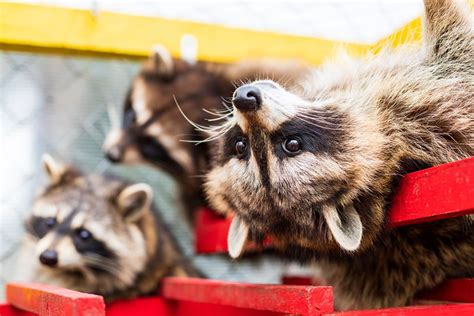 Do Raccoons Hibernate Critter Control Canada