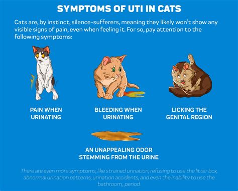 Male Cat Crystals In Urine Symptoms Ph