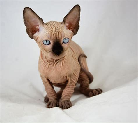 Sphynx Cats For Sale Charlotte Nc 288146 Petzlover