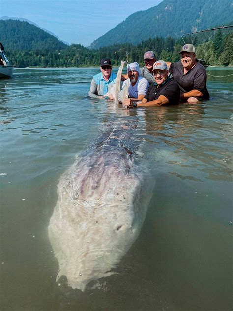 Massive 70 Ft Long Sturgeon Found In Canada Leaves Everyone In Awe