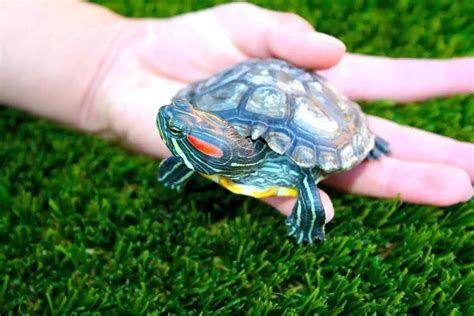 Can You Keep A Wild Turtle As A Pet Wildlife Informer
