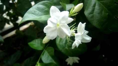 Hd1080p Pesona Bunga Melati Putih Jasminum Yang Indah Dan Menebar