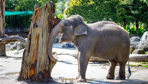 Auckland Zoo To Move Both Its Elephants Overseas Amid Concerns For
