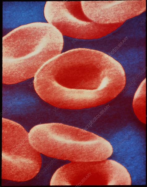 Red Blood Cells Stock Image P2420088 Science Photo Library