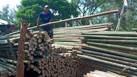 Jual Bambu Steger Proyek 89 Super Konstruksi Dan Taman 903180622