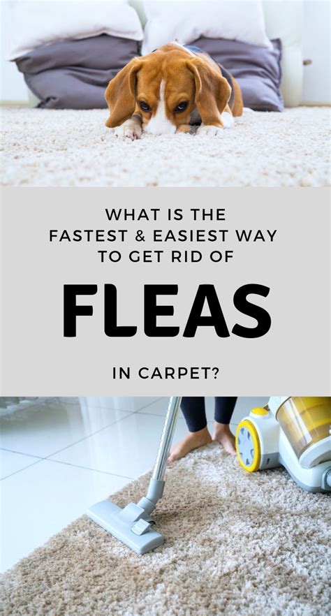 What Is The Fastest And Easiest Way To Get Rid Of Fleas In Carpet