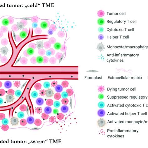 H 1pv Induced Modulation Of Tumor Microenvironment Immune Landscape