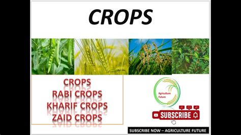 What Is Crop Kharif Crop Rabi Crop Definition And Classification Of