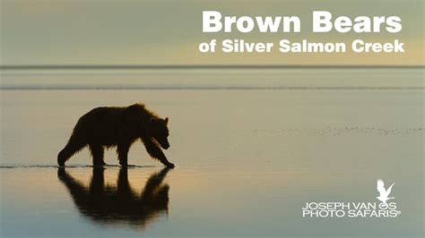 Brown Bears Silver Salmon Creek Alaska Photo Tour By Joseph Van Os
