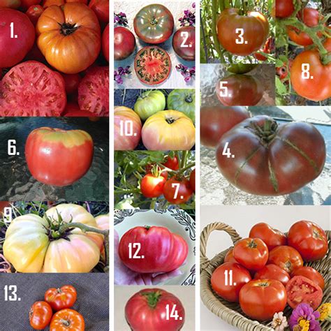 Classic Heirloom Tomato Varieties