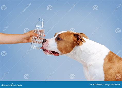 Dog Drinking Water Stock Image Image Of Muzzle Bull 162869553