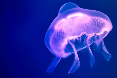 How To Raise Jellyfish