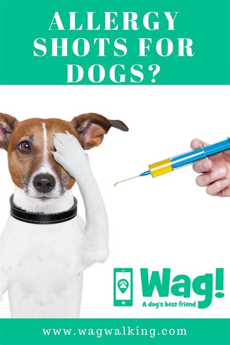 How Do Allergy Shots Work For Dogs Roni Han