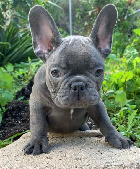 You can fill out an adoption application online on our official website.foster or forever home wanted: French Bulldog Puppies For Sale | San Diego, CA #327122
