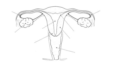 Reproductor Femenino Aparato Nombres Esquema Humano Reprodutor Aparatos
