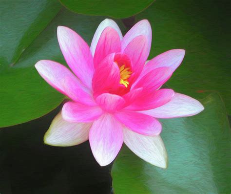 Pink Lotus Flower Digital Art By Elizabeth Coughlan Pixels