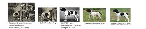 Pointing Dog Blog Breed Of The Week The Old Danish Pointer