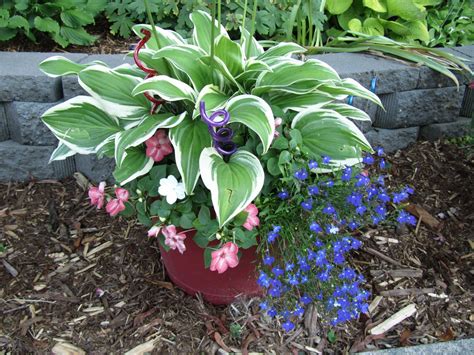 Hosta Plant Care In Pots How To Successfully Grow Hostas In Pots