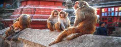 Indian Monkeys Authentic India Tours