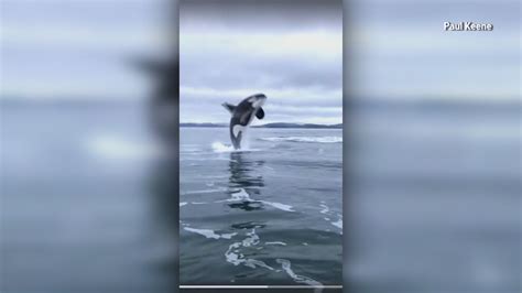 Amazing Video Of Orcas Breaching Off British Columbia