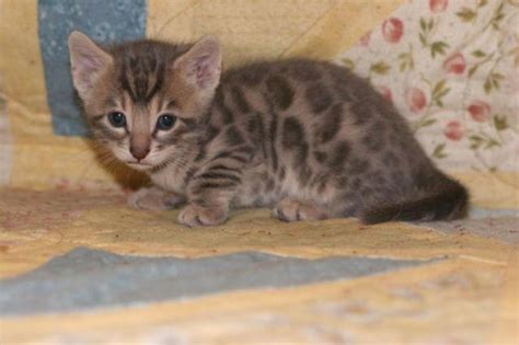 Rare Blue Spotted Bengal Kitten For Sale 6 Weeks Old For Sale In