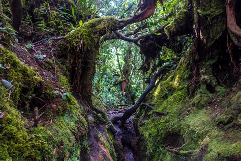 The swirling and twisted barks of trees are all draped in moss and ferns, hence the name, mossy forest. File:Gunung Irau (The Mossy Forest) (25582835723).jpg ...