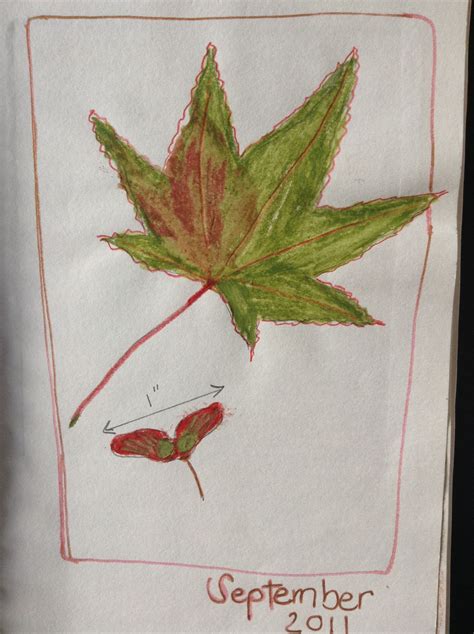 Once A Month Nature Journal Project Trace An Object I Traced Both The
