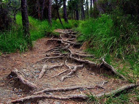 Free Images Tree Forest Swamp Wilderness Road Trail Trunk