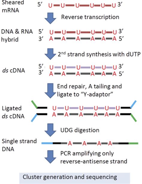 Dna Sequencing Can Pcr Duplicates Have Complementary Sequences
